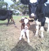Animal Land Childrens Farm Diggers Rest Family Holidays 2_small