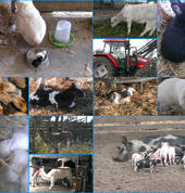 Animal Land Childrens Farm Diggers Rest Family Holidays 3_small