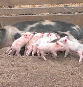 Animal Land Childrens Farm Diggers Rest Family Holidays 4_small