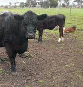 Animal Land Childrens Farm Diggers Rest Family Holidays 5_small