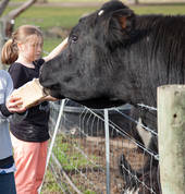 Animal Land Childrens Farm Diggers Rest Family Holidays 1_small