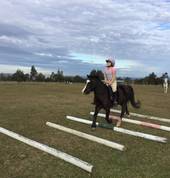 Trot poles are a great training tool for horse and rider