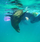 Australian Fur Seals close encounter
