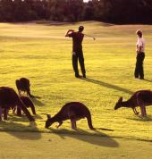 Perth Golf Course: https://www.vines.com.au/golf