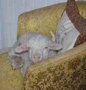 Baby Baas & Tiny Trotters Animal Nursery Launceston Mobile Farm & Animals 4_small