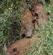 Baby Baas & Tiny Trotters Animal Nursery Launceston Mobile Farm & Animals 5_small
