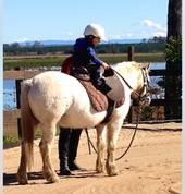 Majestic riding school (Accredited horse riding coach) Collette white Lawrence Horse Riding Classes & Lessons 3_small