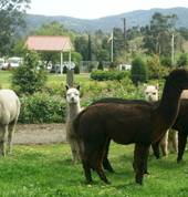 the alpacas