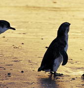 Phillip Island