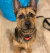 From A Dog's View Caroline Springs Early Learning Classes & Lessons 2_small