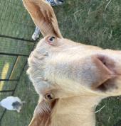ABC Animal Farm Brisbane Party Hire 3_small