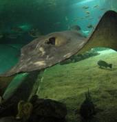 Tassie the massive ray!