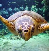 We Love Sea Turtles