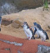 Little Penguin Colony in Penguin Cove!