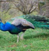Andrew one of our pet peacocks