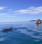 dolphin view kayak tours