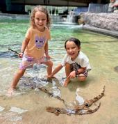 Shallows Encounter featuring our friendly Epaulette Sharks