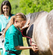 new! Horse vet camp