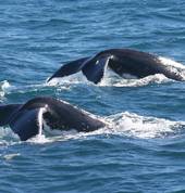 Brisbane Whale Watching Tours Redcliffe Tours 3_small