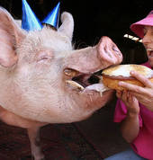 Edgar's Mission Farm Sanctuary Lancefield Extra Curricular 1_small