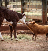 Edgar's Mission Farm Sanctuary Lancefield Extra Curricular 2_small