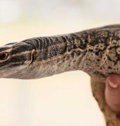 A sand goanna