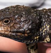 A lizard