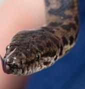 A snake