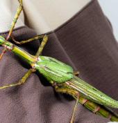 An insect