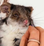 A possum