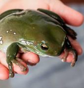 A frog