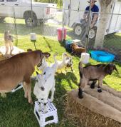 My Little Farm Friends Logan Educational School Holiday Activities 1_small