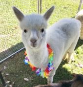My Little Farm Friends Logan Educational School Holiday Activities 2_small