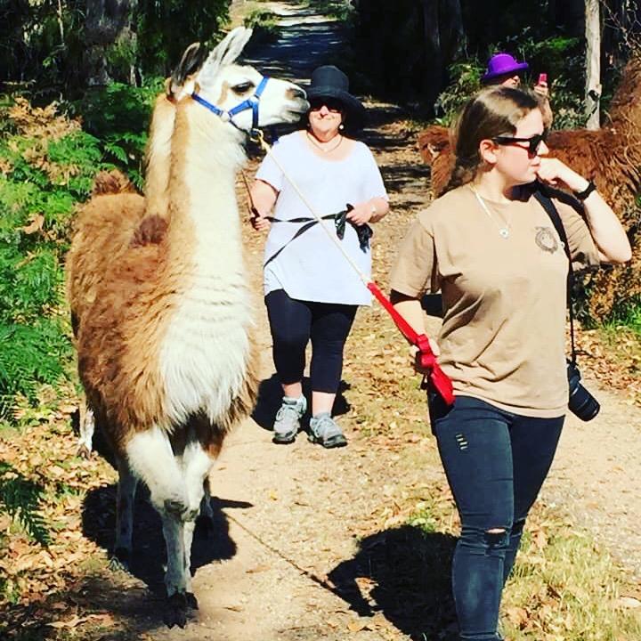 Llama Farma - Adventure Activities - ActiveActivities