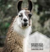 Llama Farma Deloraine Adventure 2_small