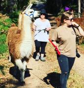 Llama Farma Deloraine Adventure 3_small