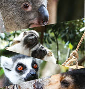 Over 200 Animals from around the world