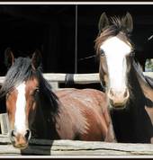 The Australiana Pioneer Village Wilberforce Entertainment School Holiday Activities 3_small
