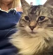 This is Fluffy, my cat.