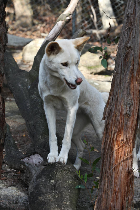 Wildlife Parks In Australia