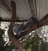 Australia Walkabout Wildlife Park Calga WildLife Parks 5_small