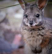 Australia Walkabout Wildlife Park Calga WildLife Parks 1_small