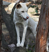 Australia Walkabout Wildlife Park Calga WildLife Parks 3_small