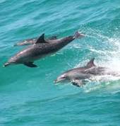 The original surfers