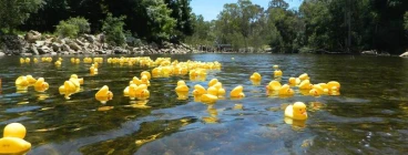 The Great Duck Regatta Whitfield Camping
