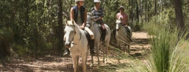 Trail rides through the native forest