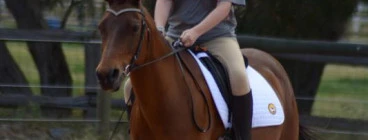 Dressage