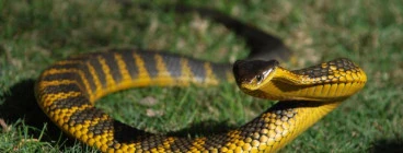 Tiger snake