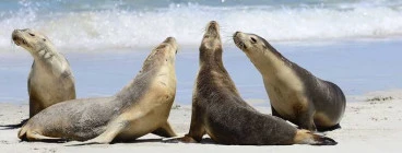 Kangaroo Island Holidays Hectorville 1