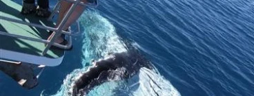 whale at bow of Quick Cat II